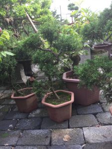 tùng kim bonsai dáng trực