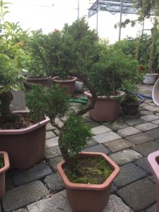tùng kim bonsai dáng trực