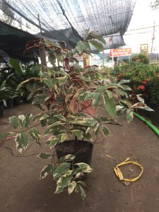 liễu hai da lá cẩm thạch