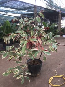 liễu hai da lá cẩm thạch