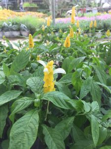 cây hoa rồng vàng