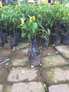 cây hoa rồng vàng