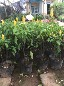 cây hoa rồng vàng