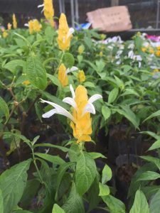 cây hoa rồng vàng