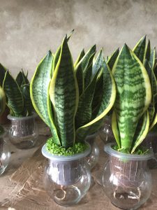 Cây Lưỡi Hổ Thủy Sinh