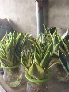 Cây Lưỡi Hổ Thủy Sinh