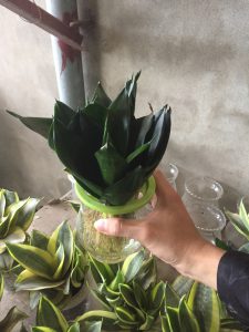 Cây Lưỡi Hổ Thủy Sinh