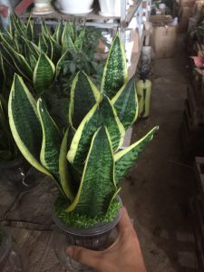 Cây Lưỡi Hổ Thủy Sinh