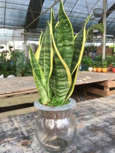 Cây Lưỡi Hổ Thủy Sinh