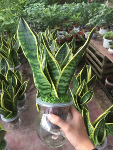 Cây Lưỡi Hổ Thủy Sinh