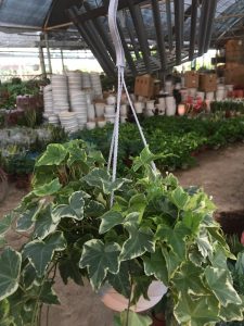 THƯỜNG XUÂN CẨM THẠCH