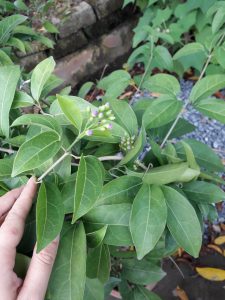 cây lan tỏi - dây ánh hồng