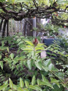 cây nguyệt quế leo