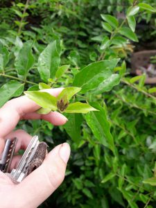 cây nguyệt quế leocây nguyệt quế leo