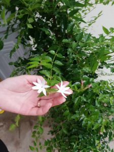 cây nguyệt quế leo