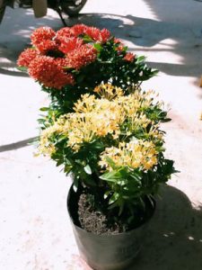 Trang Thái - Mẫu Đơn Lùn (đỏ, vàng, hồng)