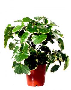 Đinh Lăng Lá Tròn Cẩm Thạch