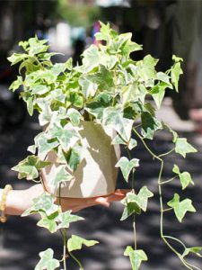 THƯỜNG XUÂN CẨM THẠCH