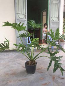 Cây Trầu Bà Cánh Phượng