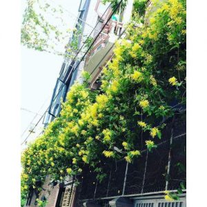 Cây Mai Hoàng Yến