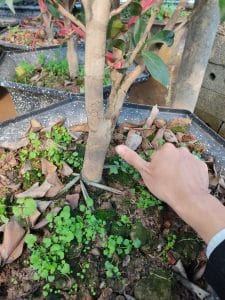 hoa trà bạch cổ