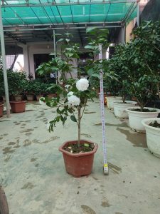 hoa trà bạch cổ