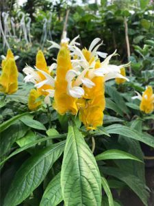 cây hoa rồng vàng