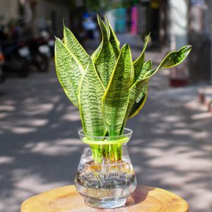 Cây Lưỡi Hổ Thủy Sinh