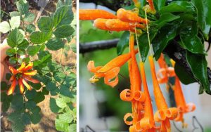 cây rạng đông thân gỗ