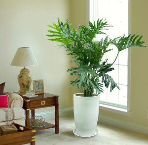 trầu bà thanh xuân