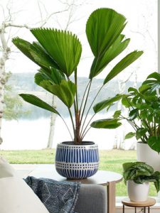 cọ nhật kè nhật