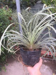 cây lan bạch chỉ