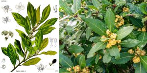 cây nguyệt quế hy lạp