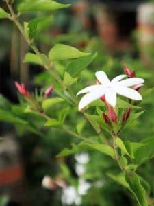 cây nguyệt quế leo