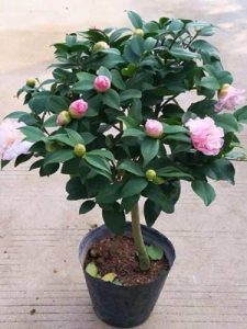 Trà My - Hoa Trà super nova