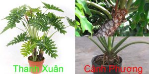 cây trầu bà cánh phượng