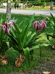 cây đại tướng quân