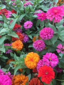 cúc Zinnia - cúc ngũ sắc