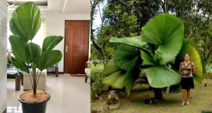 Cây Cọ Nhật - Kè Nhật