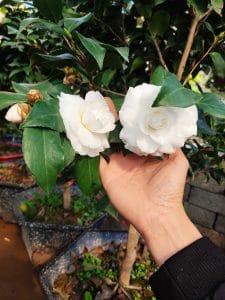 hoa trà bạch cổ