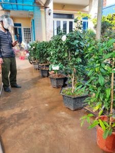 hoa trà bạch cổ