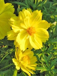 Cây Cúc Cánh Bướm Vàng - Sao Nhái Vàng