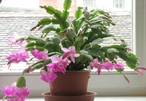 Tiểu Quỳnh - Lan Càng Cua