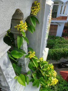 Cây Mai Hoàng Yến