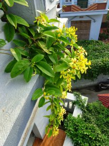 Cây Mai Hoàng Yến