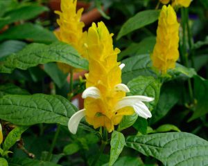 cây hoa rồng vàng