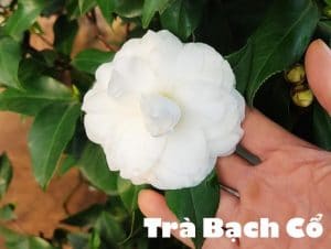 hoa trà bạch cổ