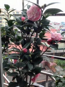 hoa trà phấn cung đình