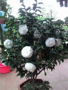 hoa trà bạch nhật - phấn cung đình