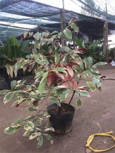 liễu hai da lá cẩm thạch